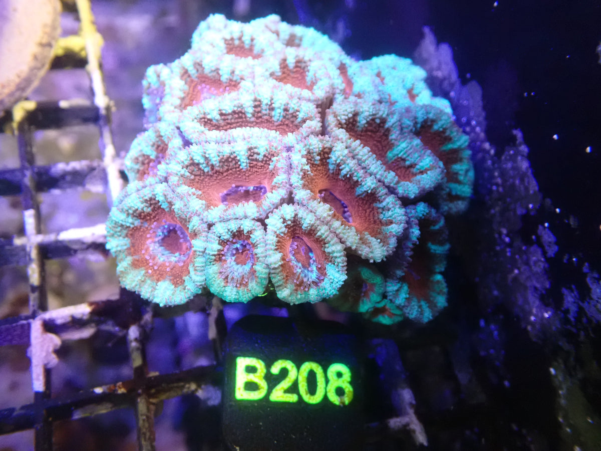 Micromusa Colony WYSIWG (B208)