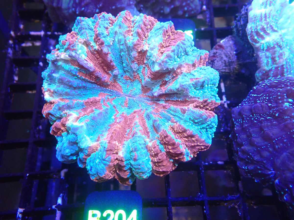 Glitter Acantho WYSIWG (B165)