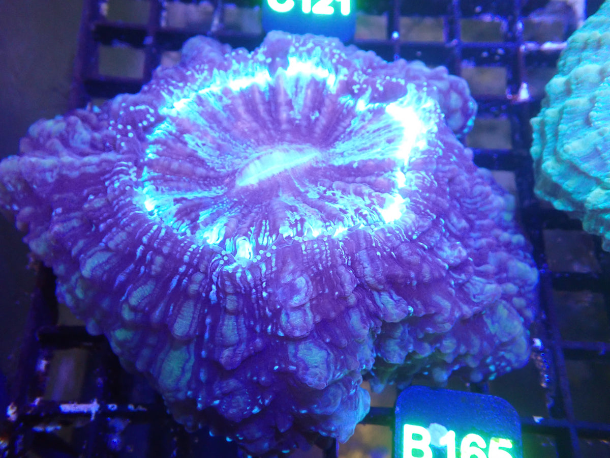 Acantho WYSIWG (B165)