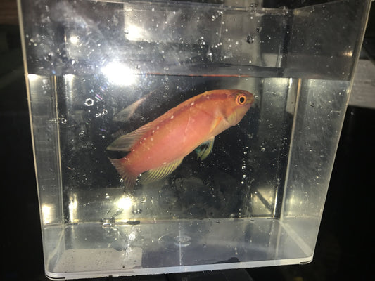 Rose-Band Fairy Wrasse (Cirrhilabrus roseafascia) -XL SuperMale (4-5")