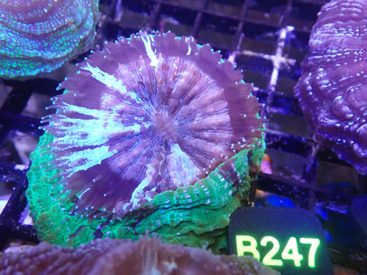 Acantho WYSIWG (B247)