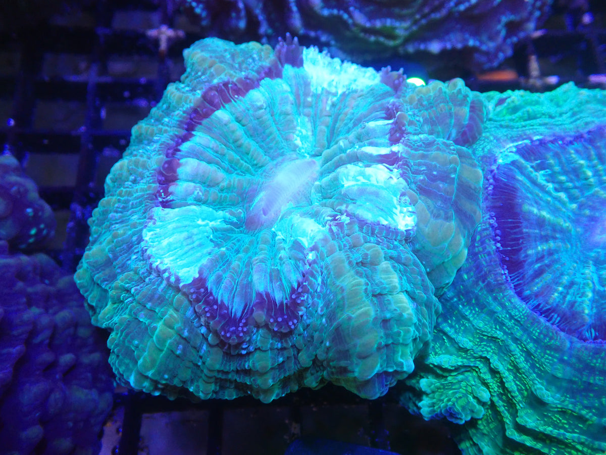 Acantho WYSIWG (D1540)