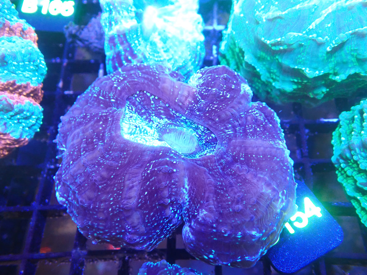 Acantho WYSIWG (D154)