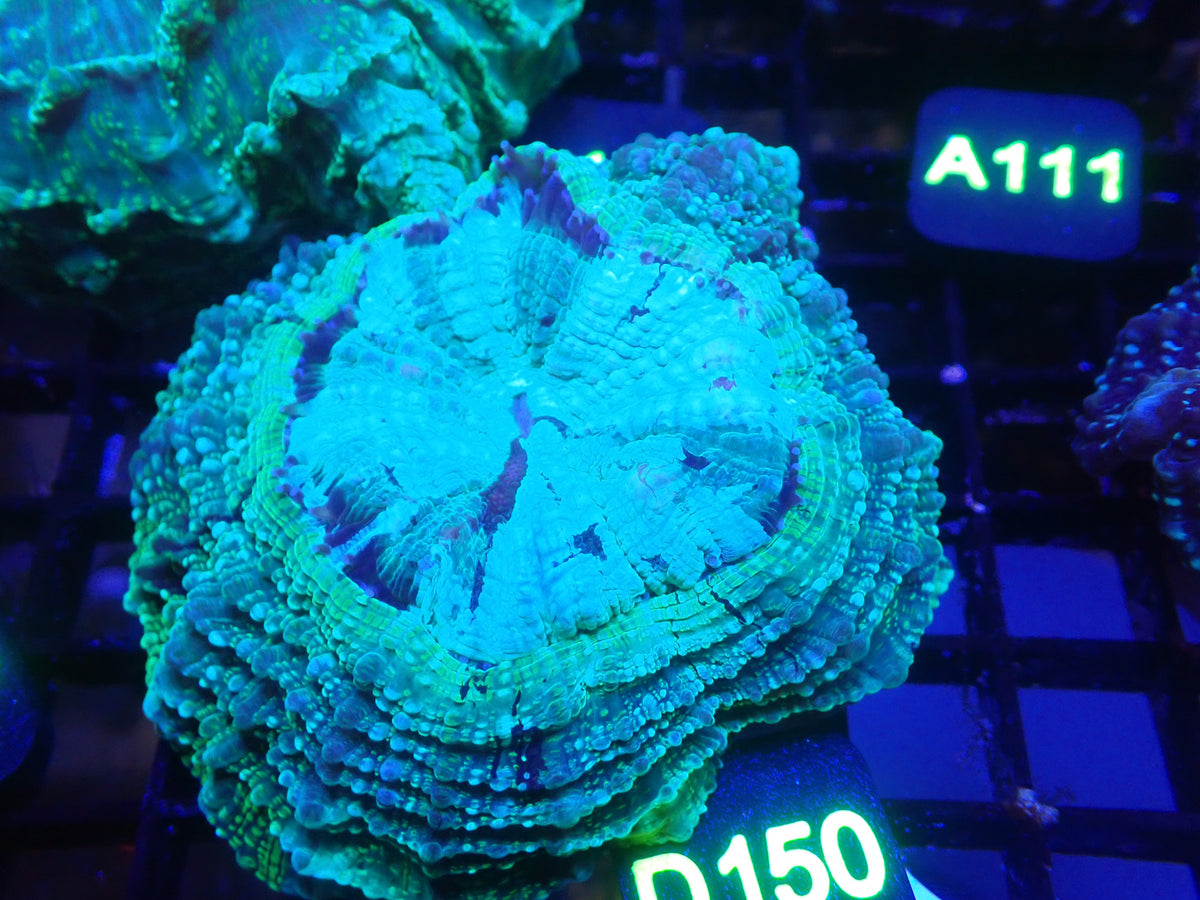 Acantho WYSIWG (D150)