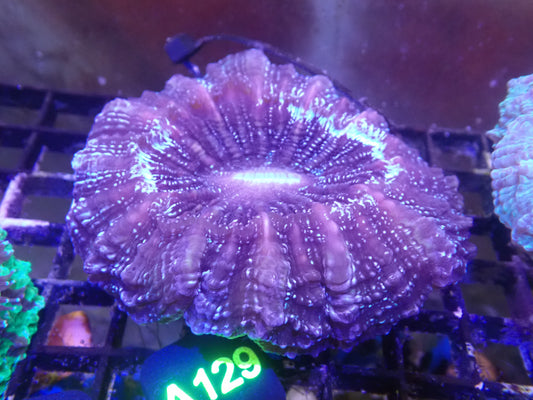 Acantho WYSIWG (A129)