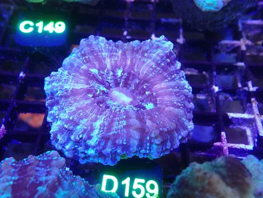 Acantho WYSIWG (D159)