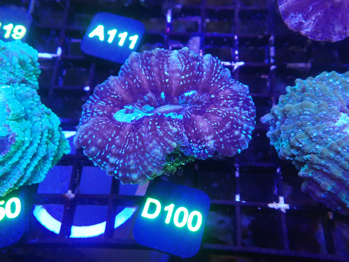 Acantho WYSIWG (D100)