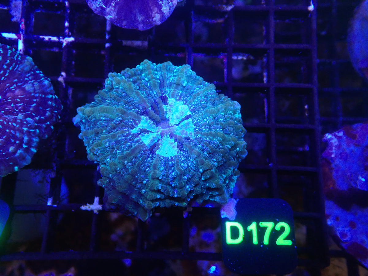 Acantho WYSIWG (D172)