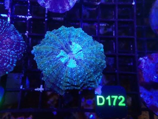 Acantho WYSIWG (D172)