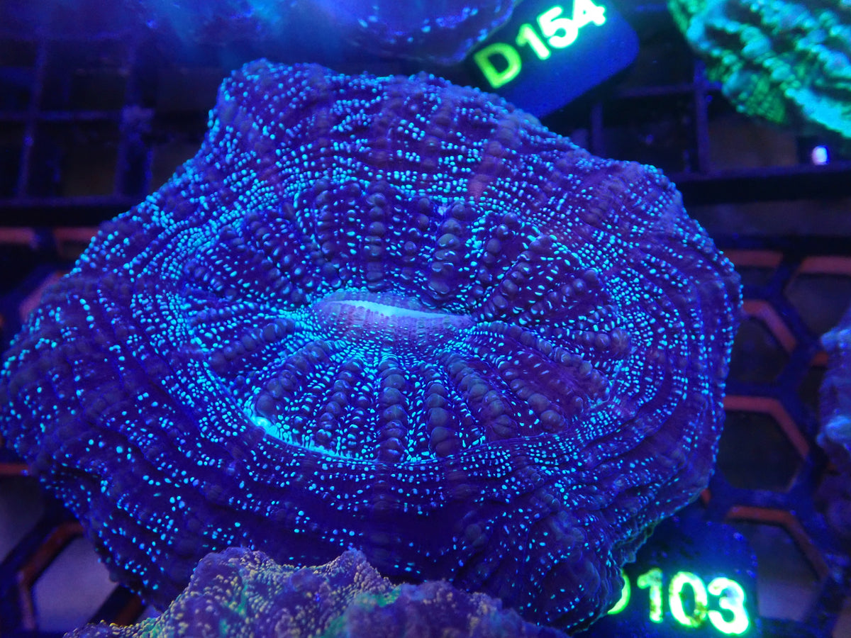 Acantho WYSIWG (D103)