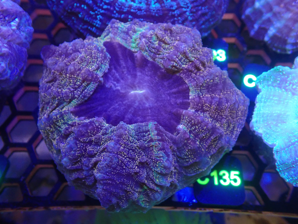 Acantho Glitter WYSIWG (C135)
