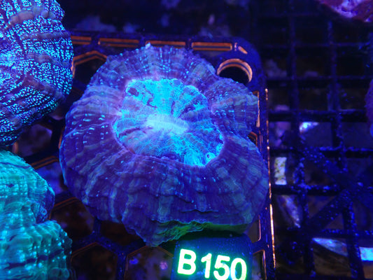 Acantho WYSIWG (B150)