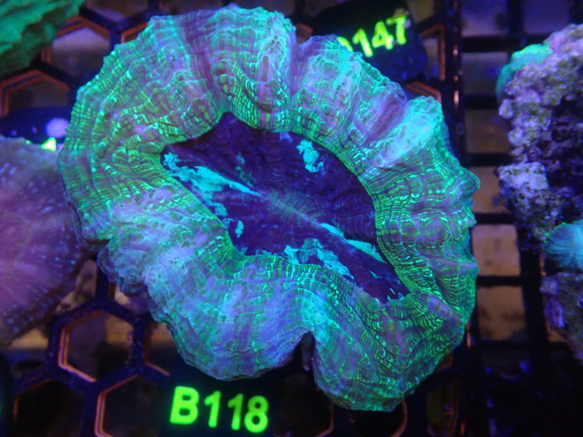 Acantho WYSIWG (B118)