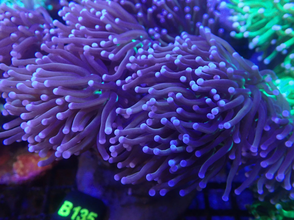 Joker Torch Colony (B135)