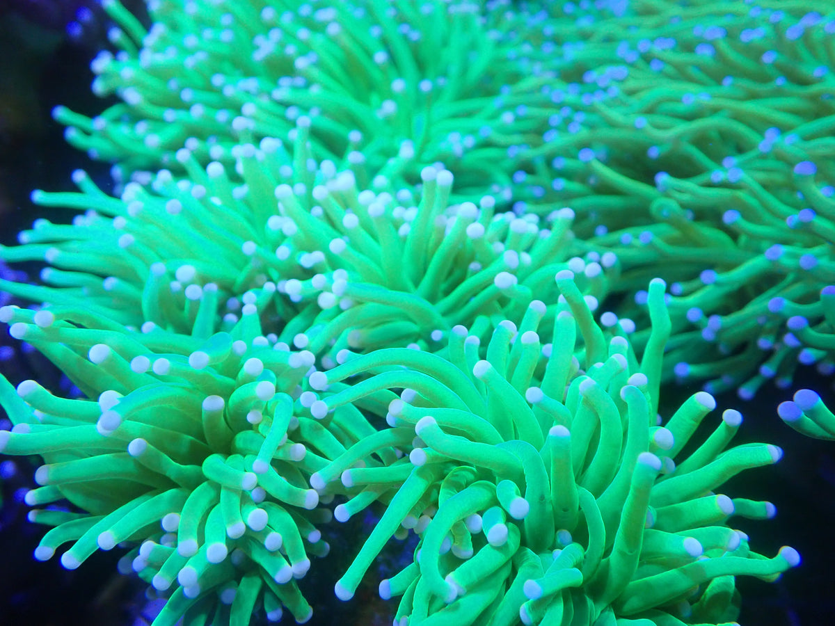 Holy Grail Pink Tip Torch Colony (C180) (Copy)