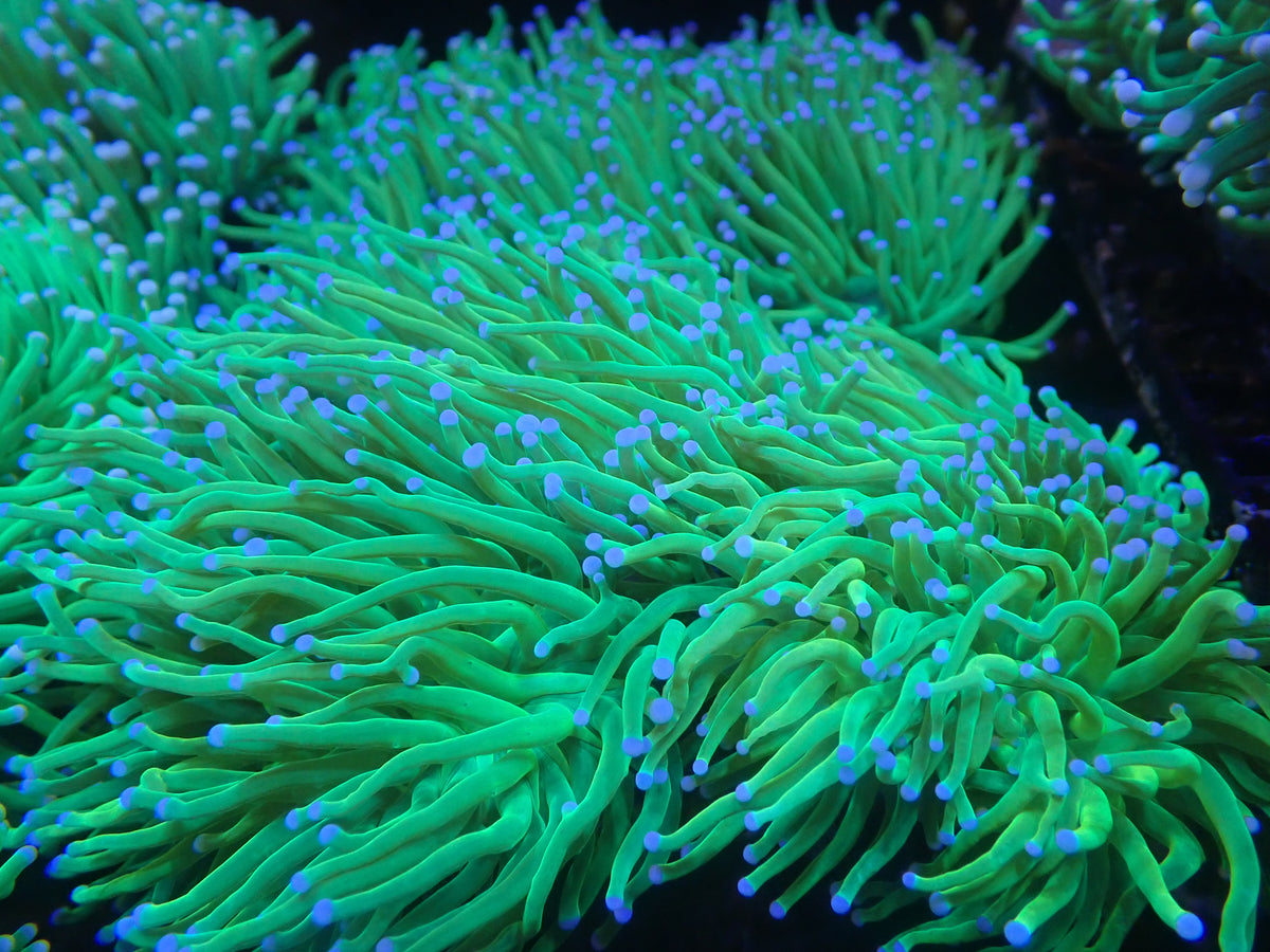 Holy Grail Torch colony (C180)