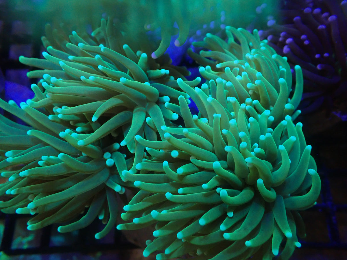 HG varient Torch colony (A223)