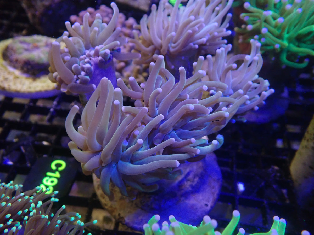 Unique Torch Colony (C192)