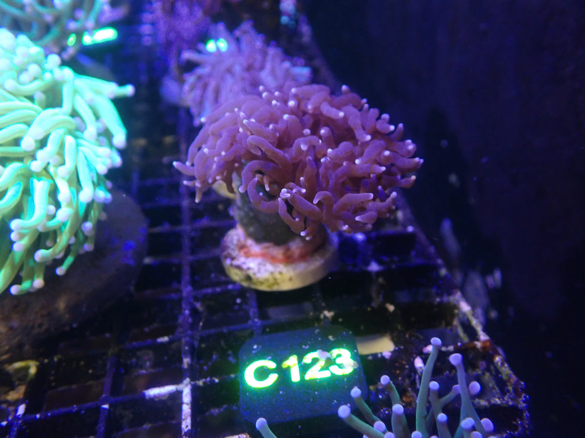 Purple Torch (C123)