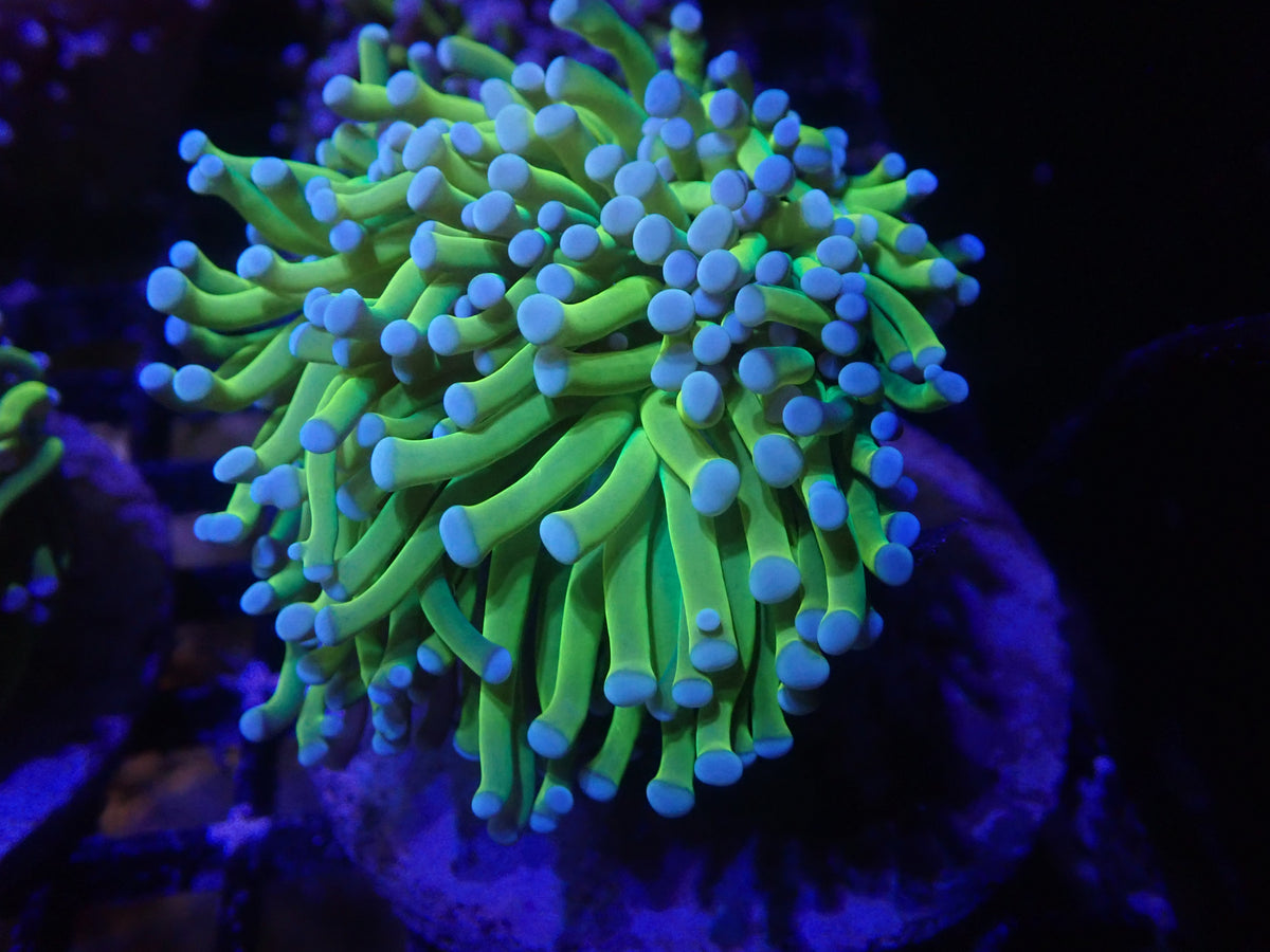 Banana Torch Colony (A230)