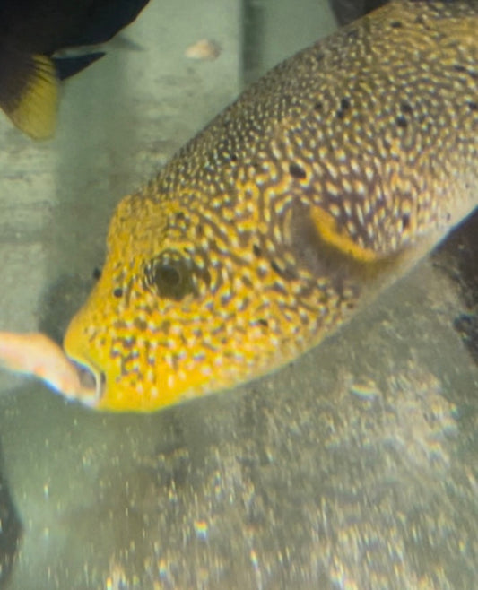 Golden Puffer fish 6" transitioning