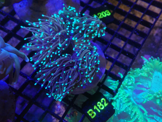 Blue tip Torch Colony (B182)