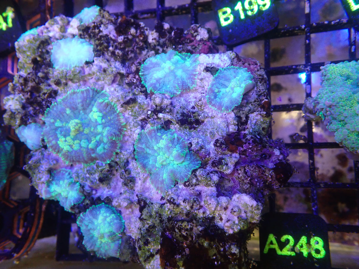 Mushroom Rock Colony (A248)