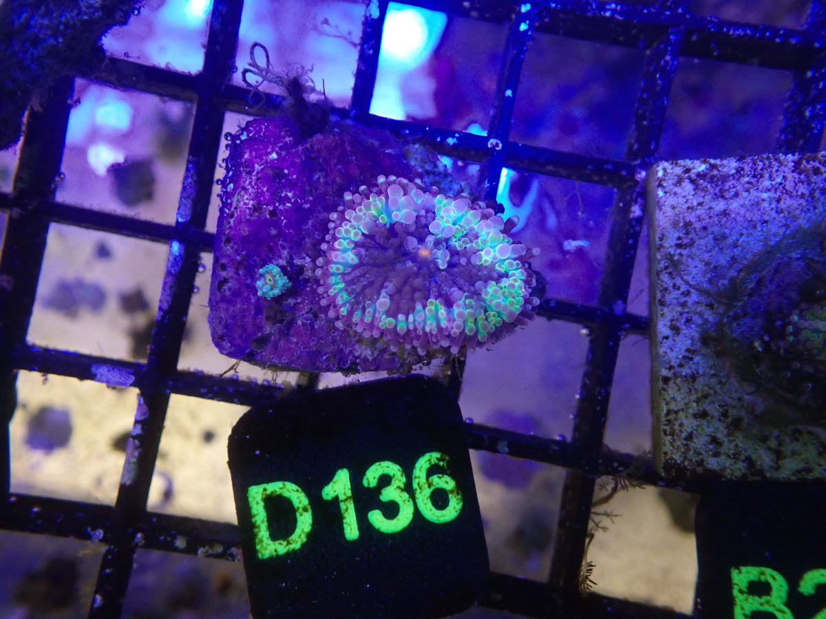 Ultra Yuma (D136)
