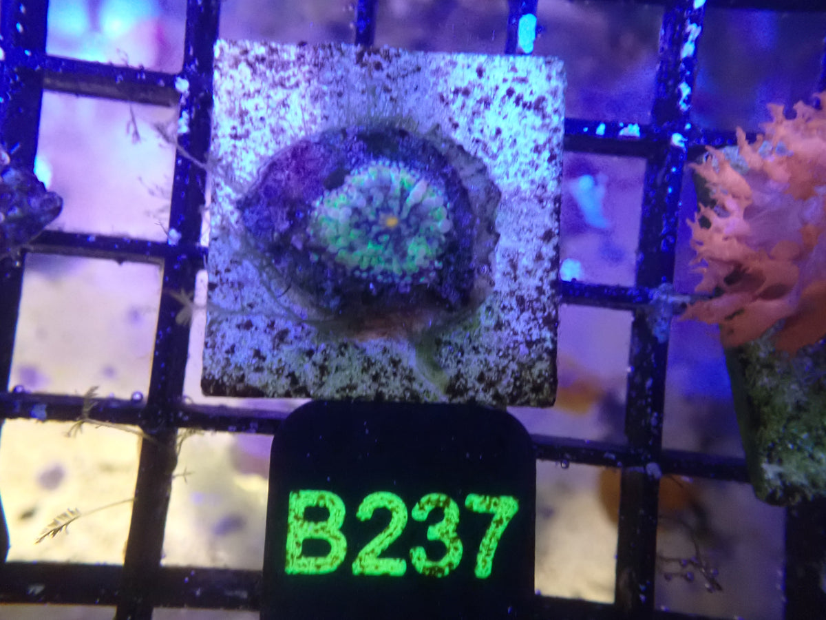 Ultra Yuma (B237)