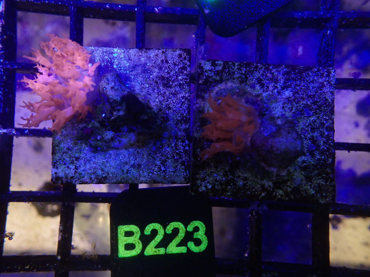 Flamethrower Mushroom (B223)