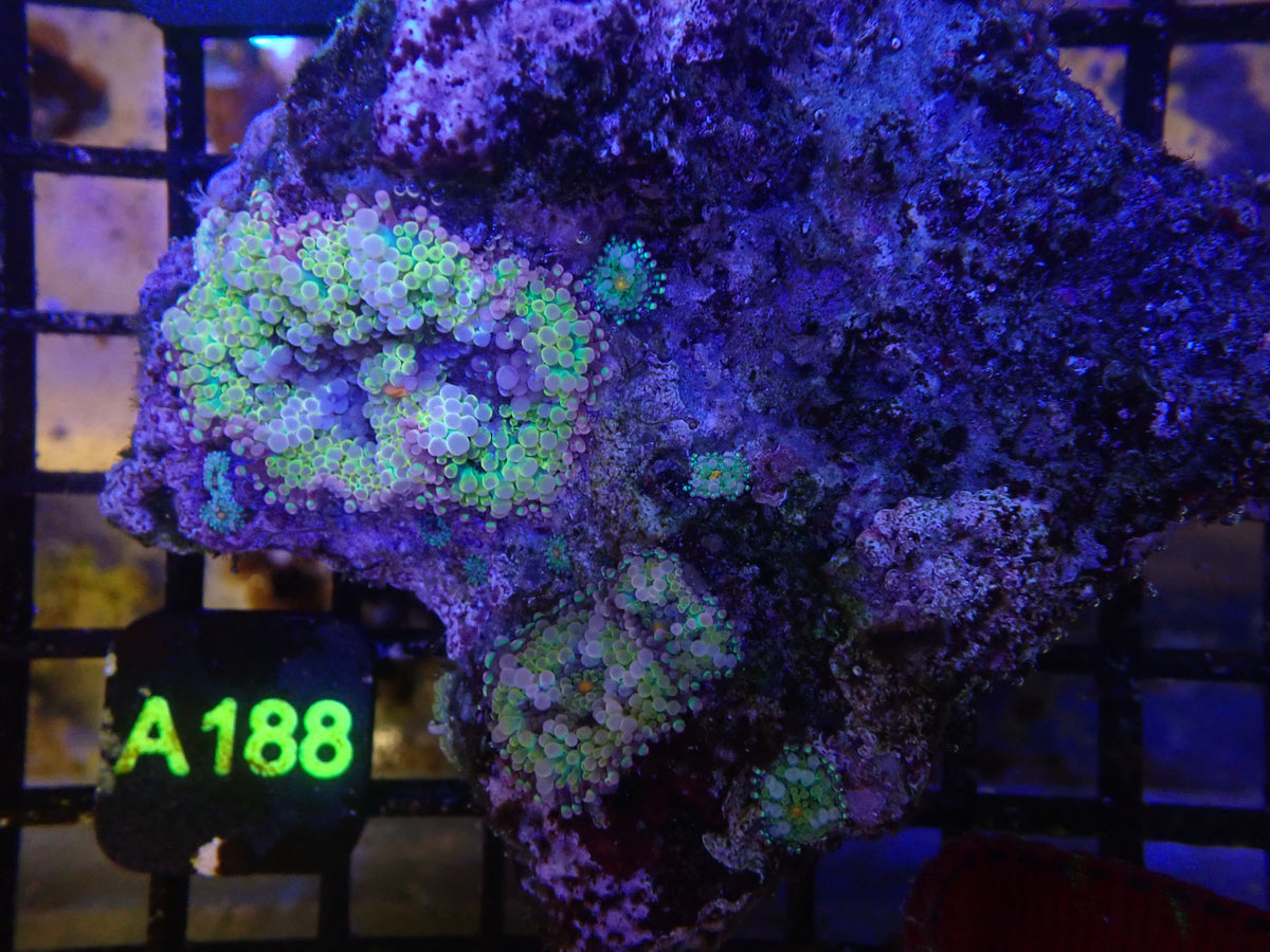 Ultra Yuma Colony (A188)