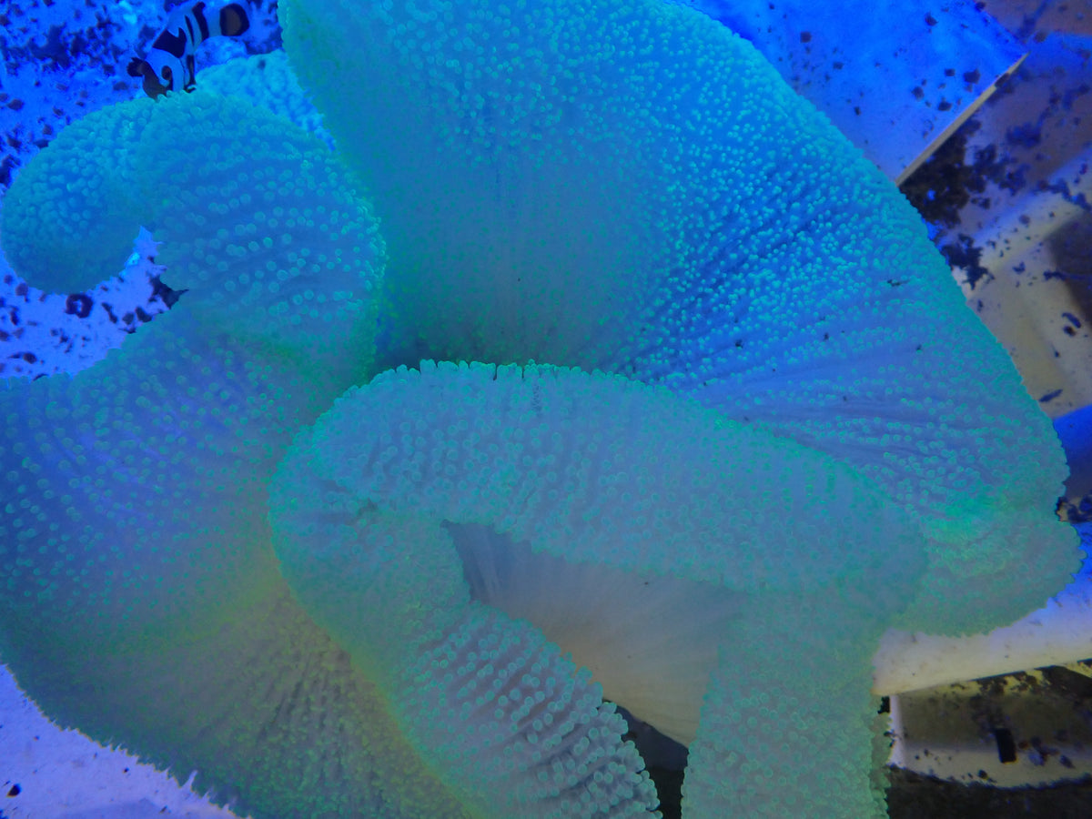Super Bright Large Green Carpet Anemone
