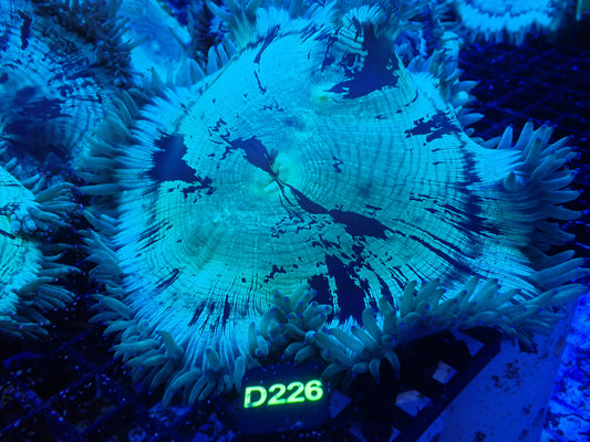 Blue Tip Elegance (D226)