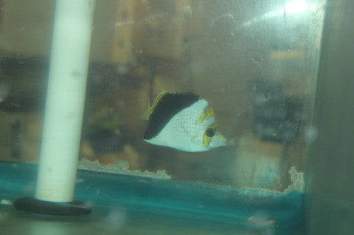 Yellow Crowned Butterfly Hybrid (Chaetodon flavacoronotus/Tinkeri) (3-4")