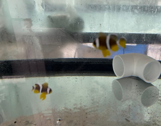 True Mauritius Chrysogaster Clownfish  (small pair)/  Amphiprion Chrysogaster