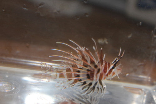 Hawaiian Lionfish (Pterois sphex)-2"
