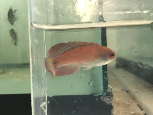 Red Sea 8 line flasher wrasse (Paracheilinus octotaenia) sub male