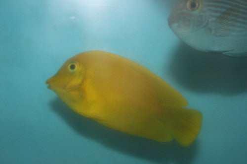 Yellow Mimic Tang