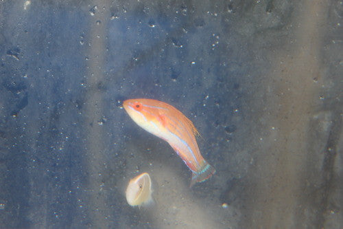 Carpenter Flasher Wrasse