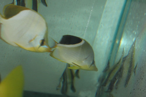 Saddleback Butterflyfish (3-4")
