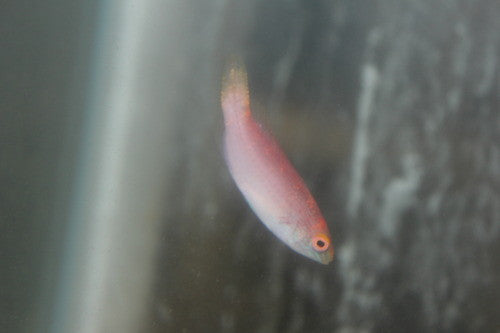 Pink Margin Fairy Wrasse-1-2"