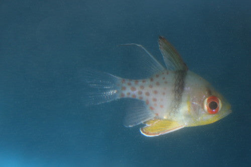 Pajama Cardinal (XL Fiji)