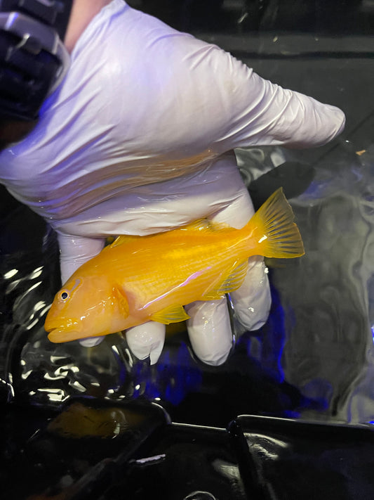 Tahitian Golden Hawkfish | Paracirrhites xanthus (4")