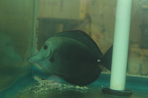 Black Longnose Tang (4") | Zebrasoma Rostratum
