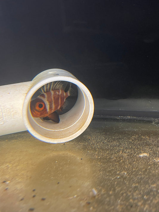 Japanese bigeye | Pristigenys niphonia  (3”)