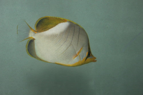 Yellow Head Butterfly (Chaetodon Xanthocephelus) 2"