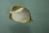 Yellow Head Butterfly (Chaetodon Xanthocephelus)3-4"