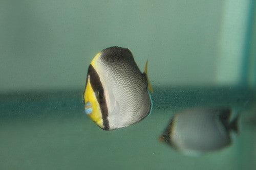 Singapore Angelfish