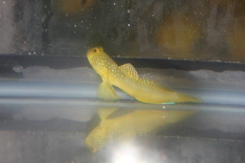 Yellow Watchman Goby