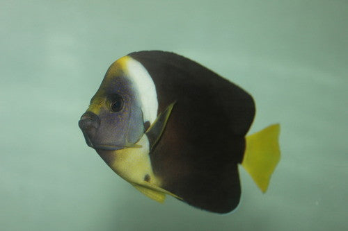 Personifer (Meredithi) Angel-6" female